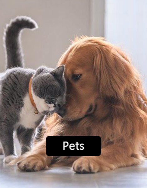 Pets